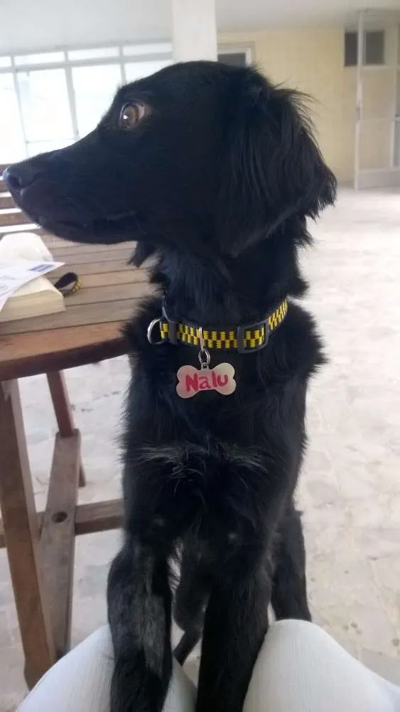 Cachorro raça SRD idade 7 a 11 meses nome Nalu