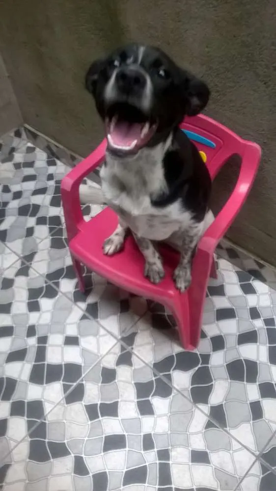 Cachorro ra a misturado com pastor belga idade 7 a 11 meses nome Belinha