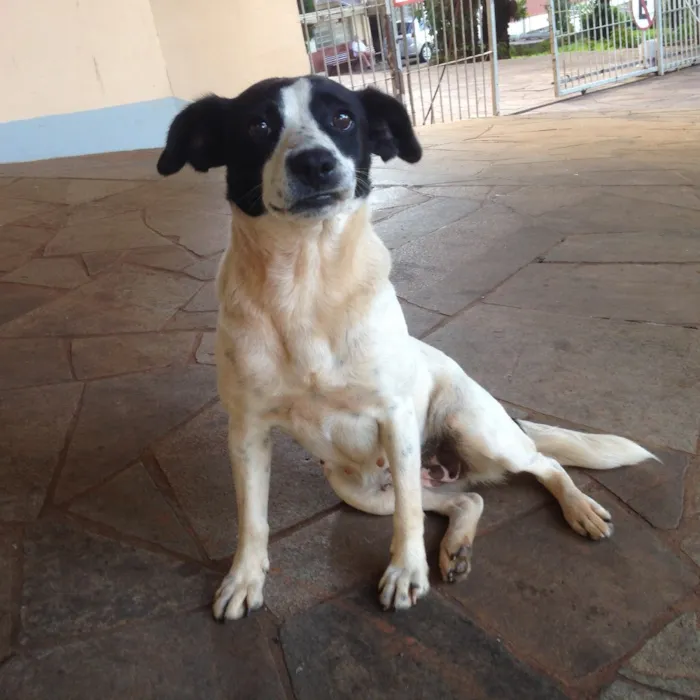 Cachorro ra a Vira-lata idade 1 ano nome Não tem 