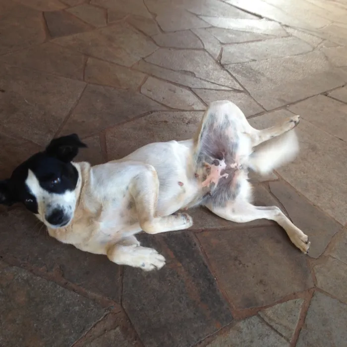 Cachorro ra a Vira-lata idade 1 ano nome Não tem 