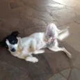 Não tem