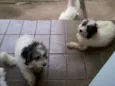 Bruna, Panda, Otavi