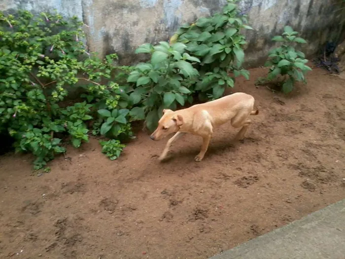Cachorro raça SRD idade 2 anos nome Bruna, Panda, Otavi