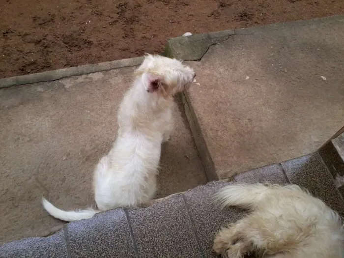 Cachorro raça SRD idade 2 anos nome Bruna, Panda, Otavi