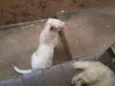 Bruna, Panda, Otavi