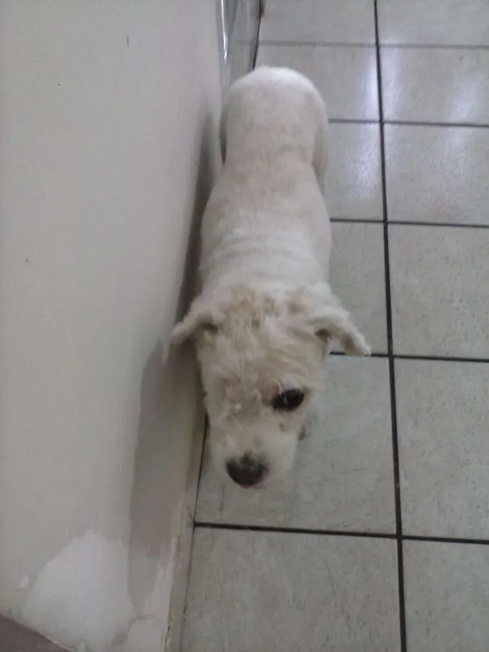 Cachorro raça SRD idade 2 anos nome Bruna, Panda, Otavi