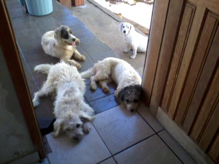 Cachorro raça SRD idade 2 anos nome Bruna, Panda, Otavi