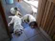Bruna, Panda, Otavi