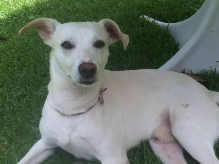 Cachorro ra a SRD idade 2 anos nome Caiçara