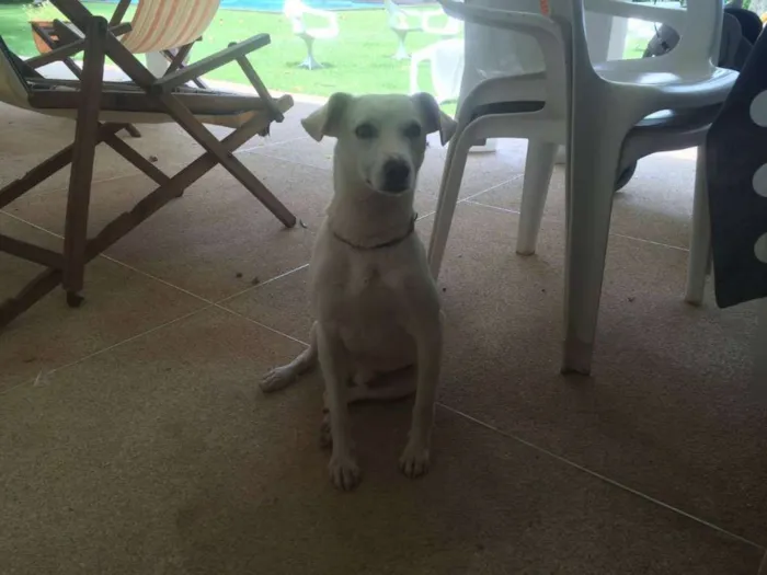 Cachorro ra a SRD idade 2 anos nome Caiçara