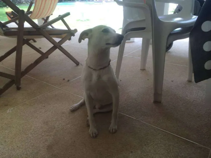 Cachorro ra a SRD idade 2 anos nome Caiçara