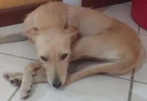 Cachorro raça  idade 2 anos nome zuleica