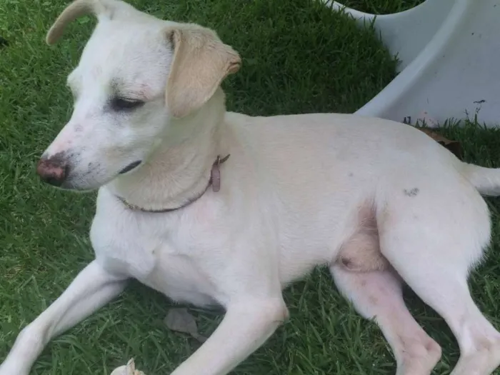 Cachorro ra a SRD idade 2 anos nome Caiçara