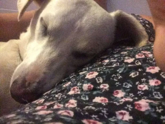 Cachorro ra a SRD idade 2 anos nome Caiçara