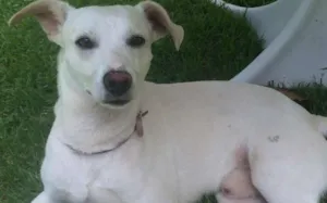 Cachorro raça SRD idade 2 anos nome Caiçara
