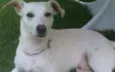 Caiçara