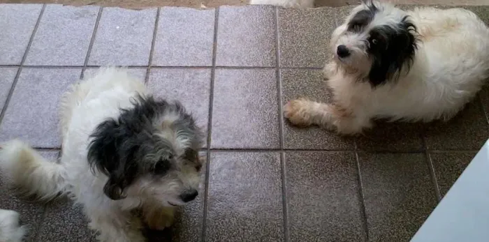 Cachorro raça SRD idade 2 anos nome Bruna, Panda, Otavi