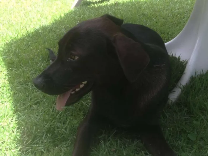 Cachorro ra a SRD idade 7 a 11 meses nome Moça