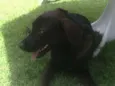 Moça