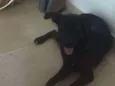 Moça