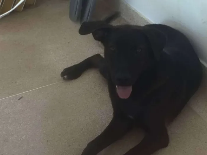Cachorro ra a SRD idade 7 a 11 meses nome Moça