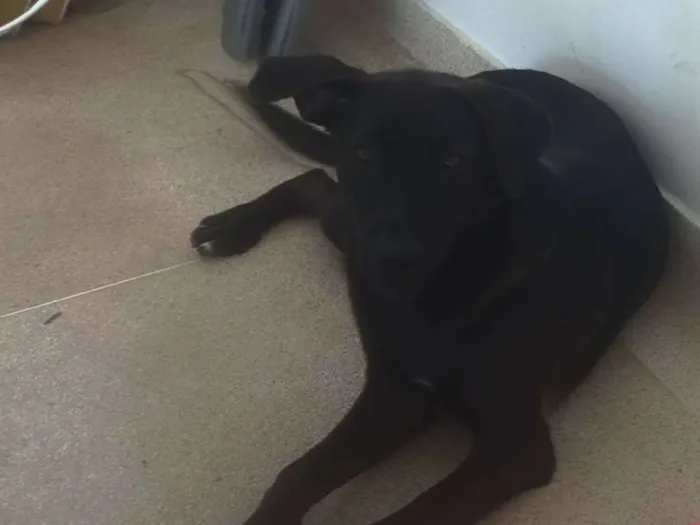 Cachorro ra a SRD idade 7 a 11 meses nome Moça
