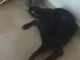 Moça