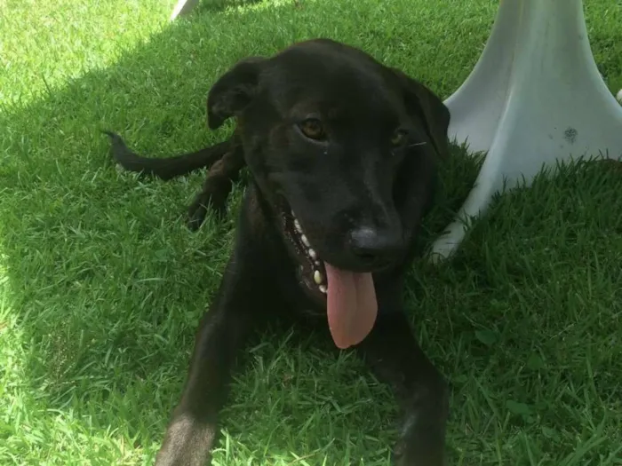 Cachorro ra a SRD idade 7 a 11 meses nome Moça