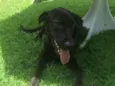 Moça