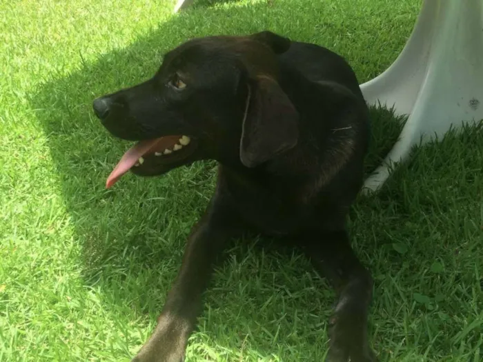 Cachorro ra a SRD idade 7 a 11 meses nome Moça
