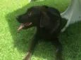 Moça