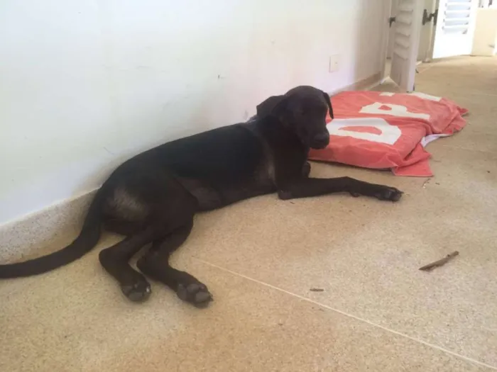 Cachorro ra a SRD idade 7 a 11 meses nome Moça