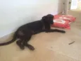 Moça
