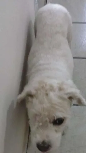 Cachorro raça SRD idade 2 anos nome Fênix, Bruna,Panda,