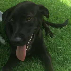 Cachorro raça SRD idade 7 a 11 meses nome Moça