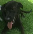 Moça