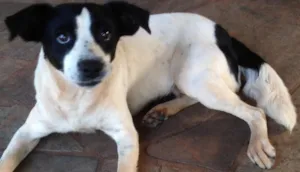 Cachorro raça Vira-lata idade 1 ano nome Não tem 