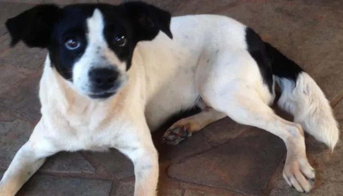 Cachorro ra a Vira-lata idade 1 ano nome Não tem 