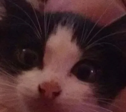 Gato raça  idade 2 a 6 meses nome Guga