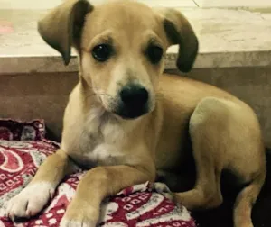 Cachorro raça SRD idade 2 a 6 meses nome Mel