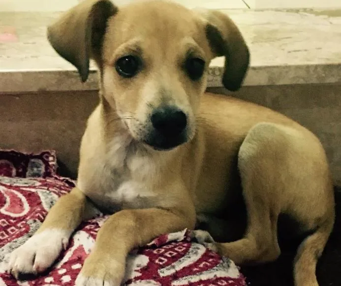 Cachorro ra a SRD idade 2 a 6 meses nome Mel
