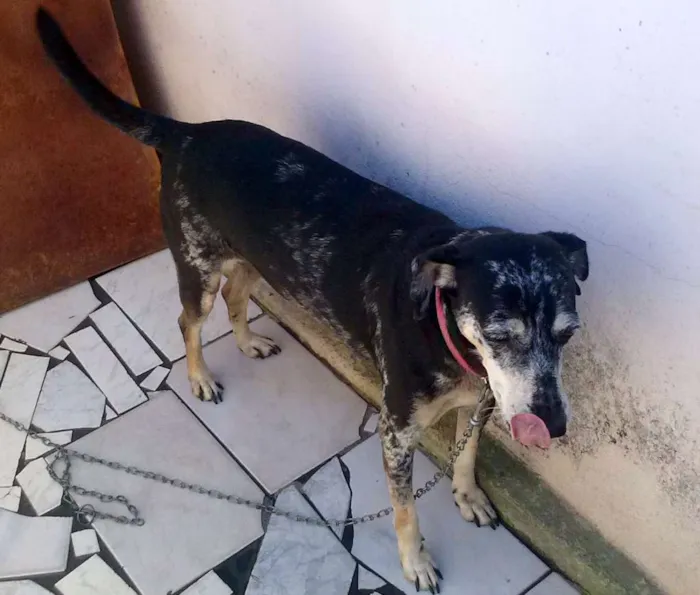 Cachorro ra a SRD idade 6 ou mais anos nome cassia