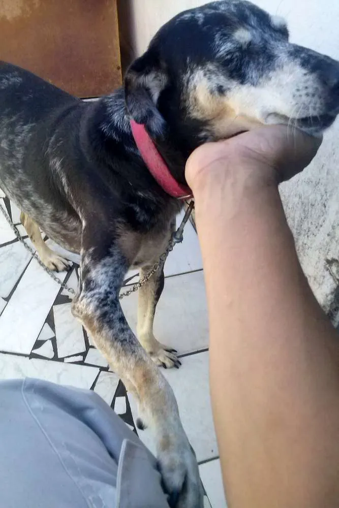 Cachorro ra a SRD idade 6 ou mais anos nome cassia