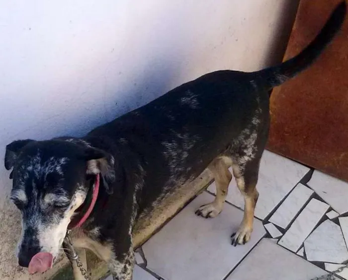 Cachorro ra a SRD idade 6 ou mais anos nome cassia