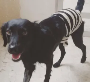 Cachorro raça SRD idade 7 a 11 meses nome Nalu