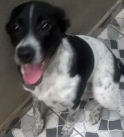 Cachorro ra a misturado com pastor belga idade 7 a 11 meses nome Belinha