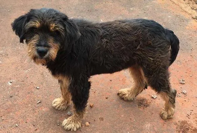 Cachorro raça Mestiço idade  nome Encontrado