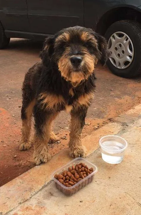 Cachorro raça Mestiço idade  nome Encontrado