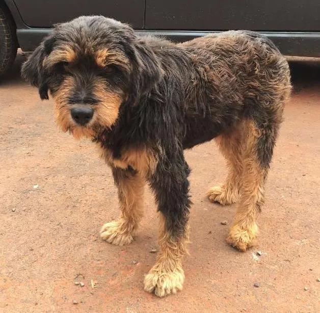 Cachorro raça Mestiço idade  nome Encontrado