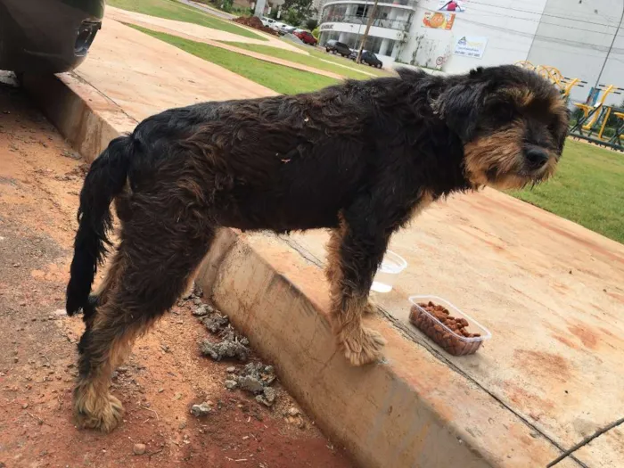 Cachorro raça Mestiço idade  nome Encontrado